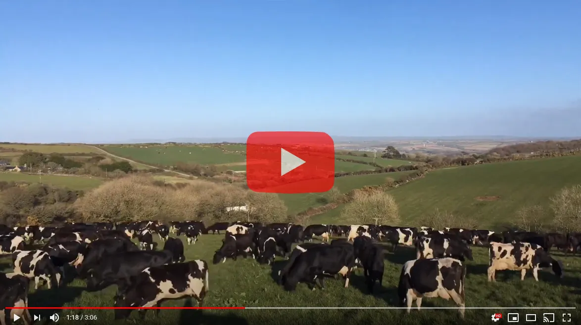 Spring at Trink Dairy 2020