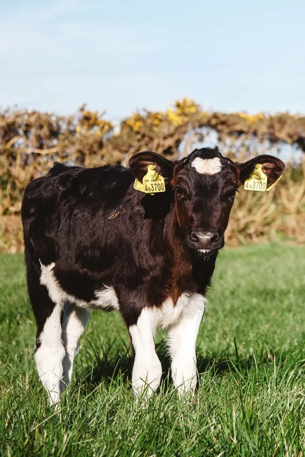 TrinkDairy-Calf