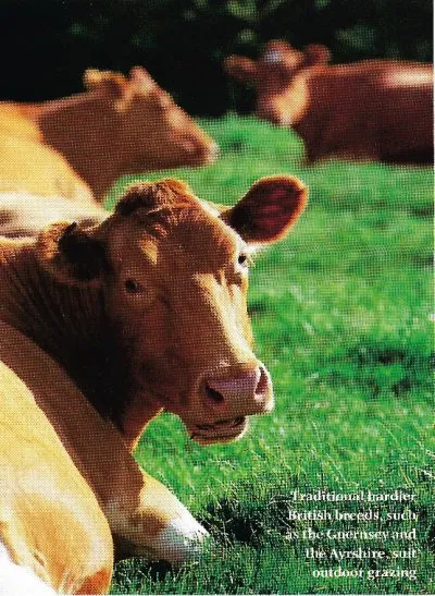 Dairy cows lying down