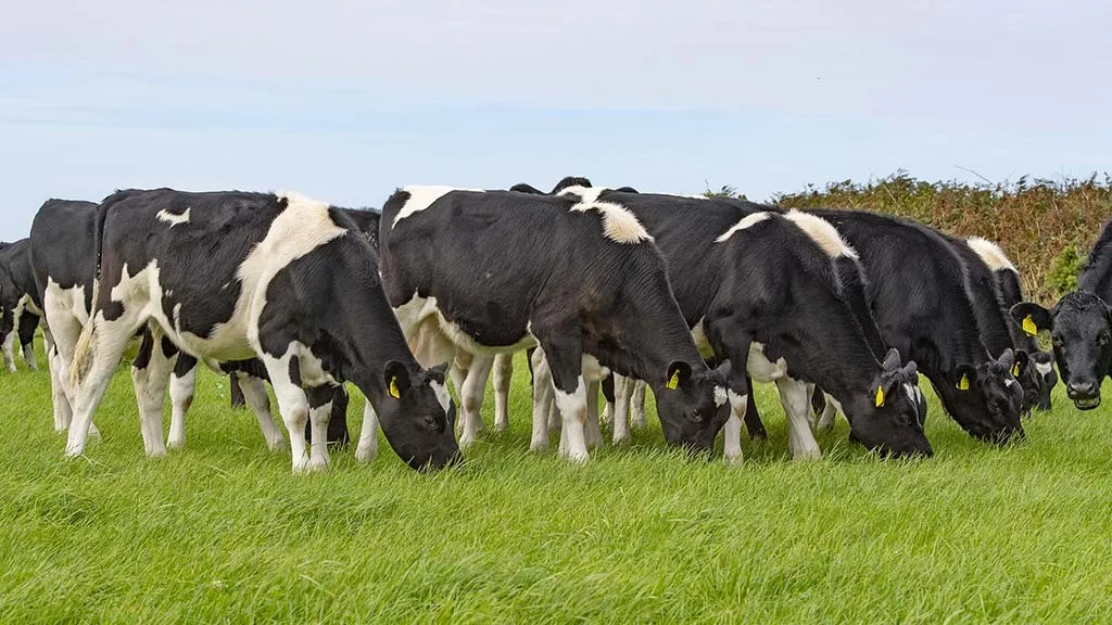 trink_46_Cows