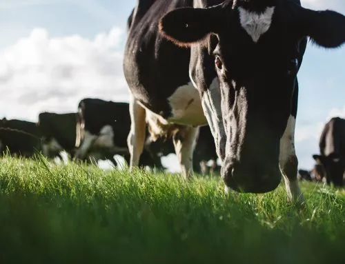 Manor Magazine – Milk It