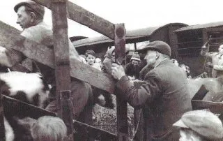 Trink Farm - loading the animals