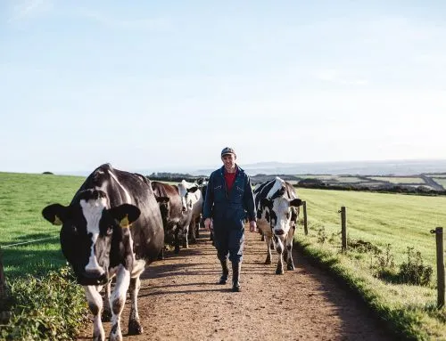 Penwith in Focus – Trink Dairy