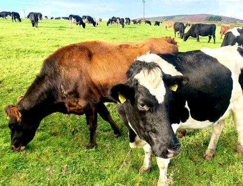 2020 and Trink Dairy – a strange year