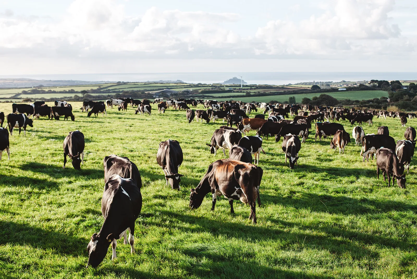 Trink Dairy in the Telegraph