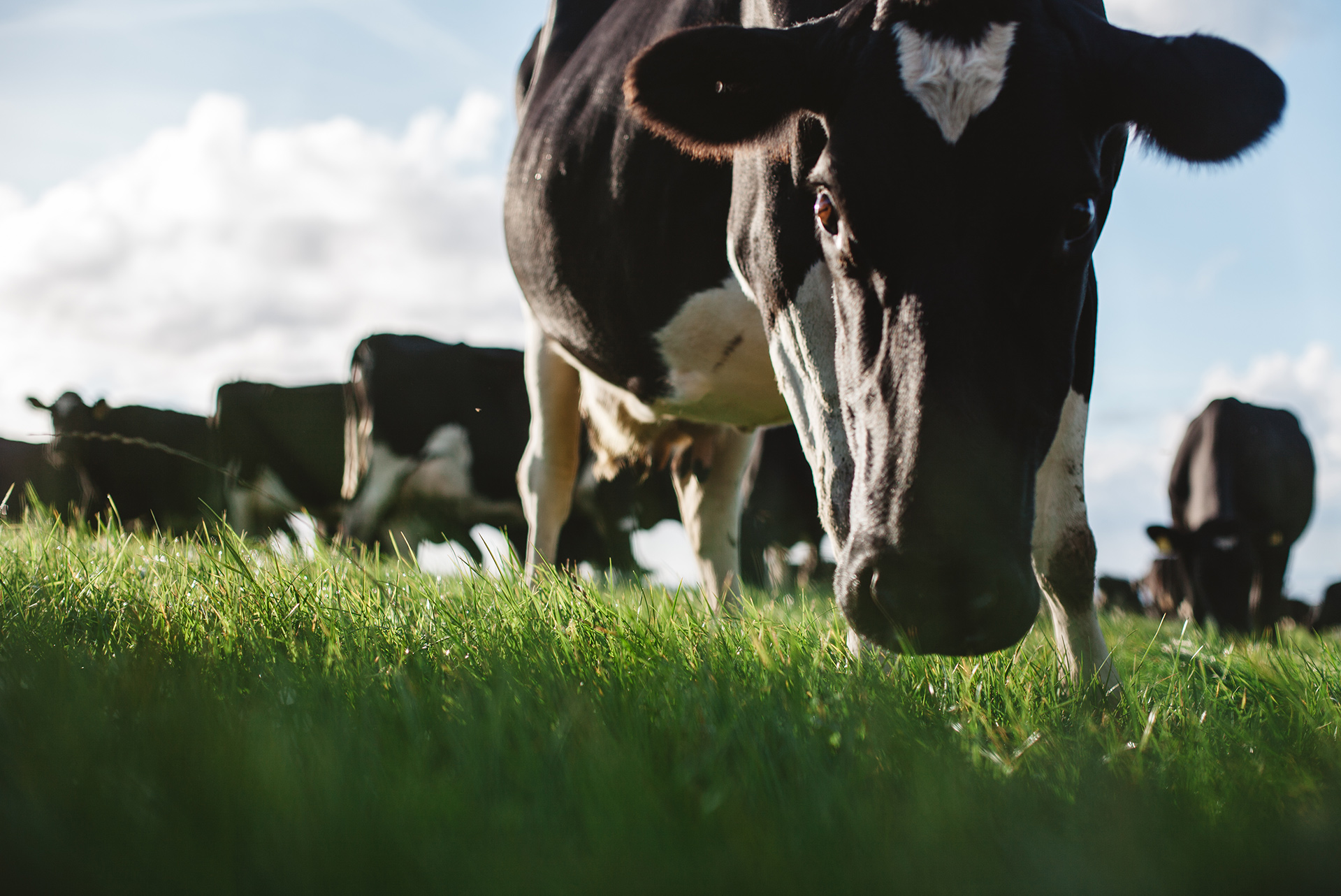 Trink Dairy Cows in Field