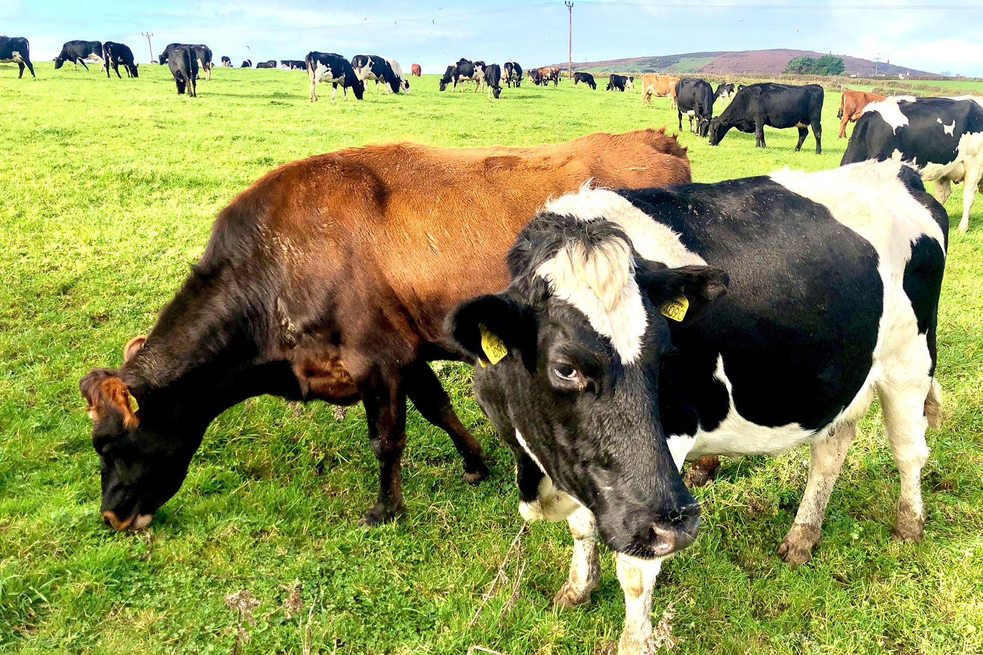 Trink Dairy Cows in the Filed